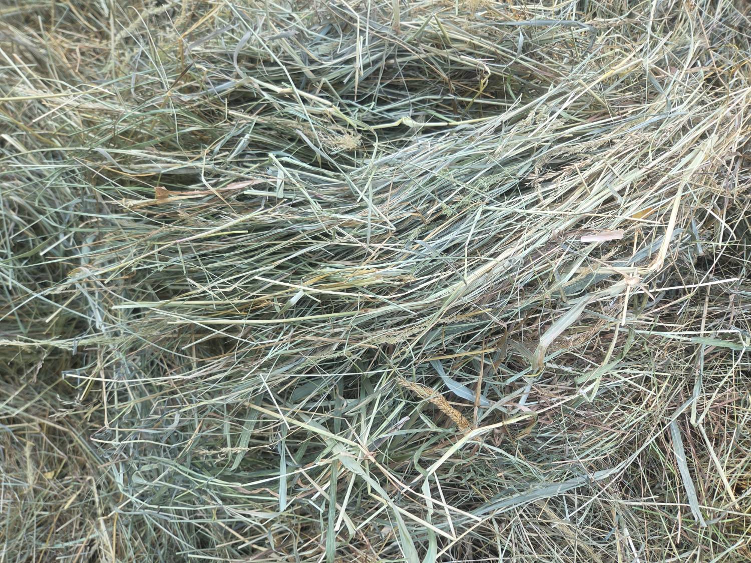 Mixed grass/orchard grass mix hay - Image 1