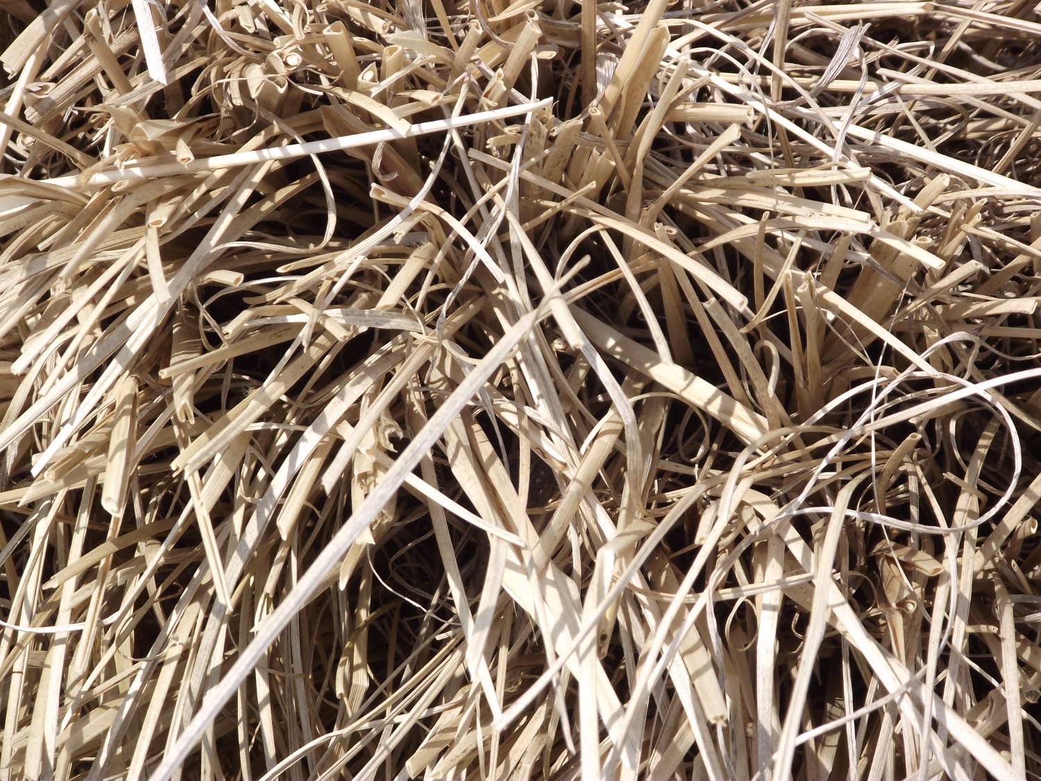 Clean Wheat Straw - Excellent Bedding - Image 1