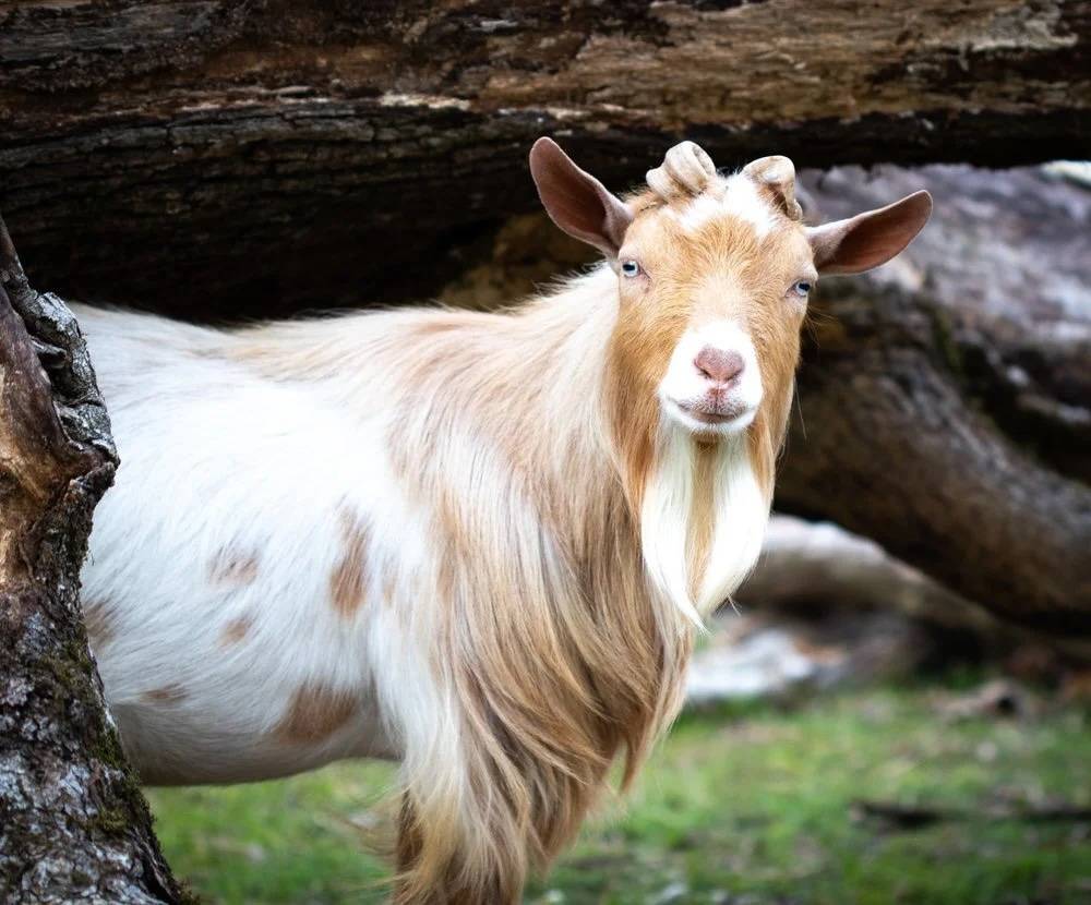 Nigerian Dwarf Dairy Goats - Registered Does in Milk - Image 1