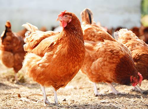 Rhode Island Red Hens - Excellent Layers - Image 1