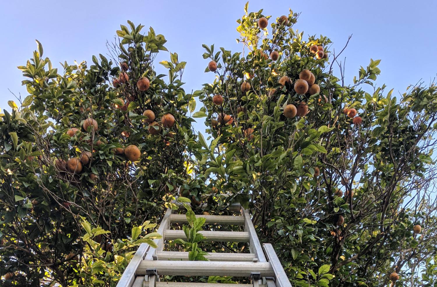 Harvest Workers Needed - Peach & Apple Season - Image 1