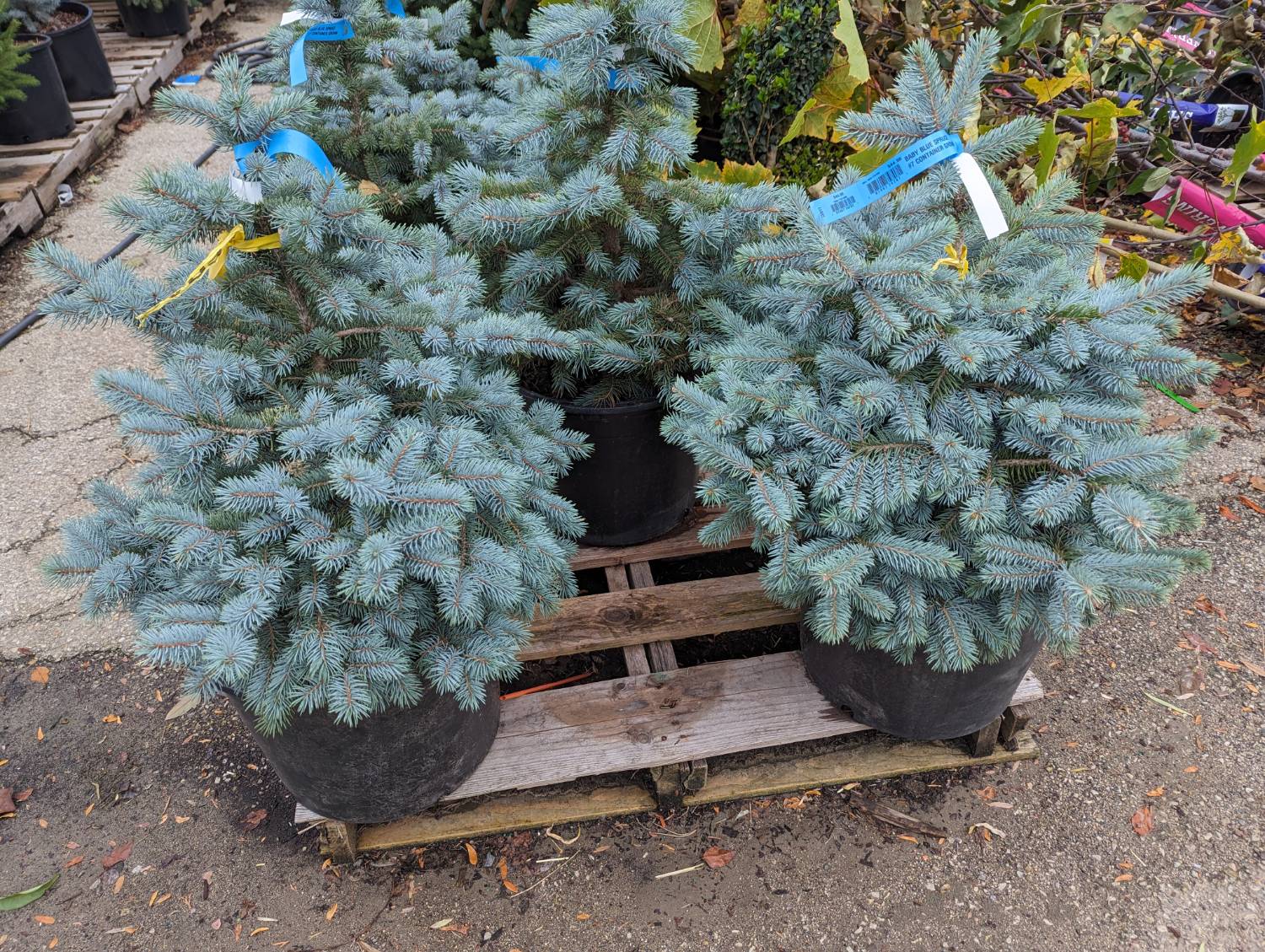 Colorado Blue Spruce Seedlings - 1-3 ft Tall - Native Trees - Image 1
