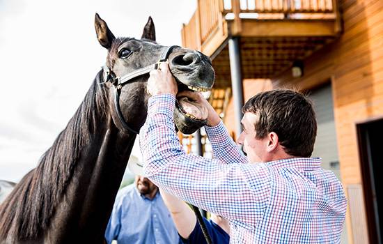 Mobile Large Animal Veterinary Services - Image 1