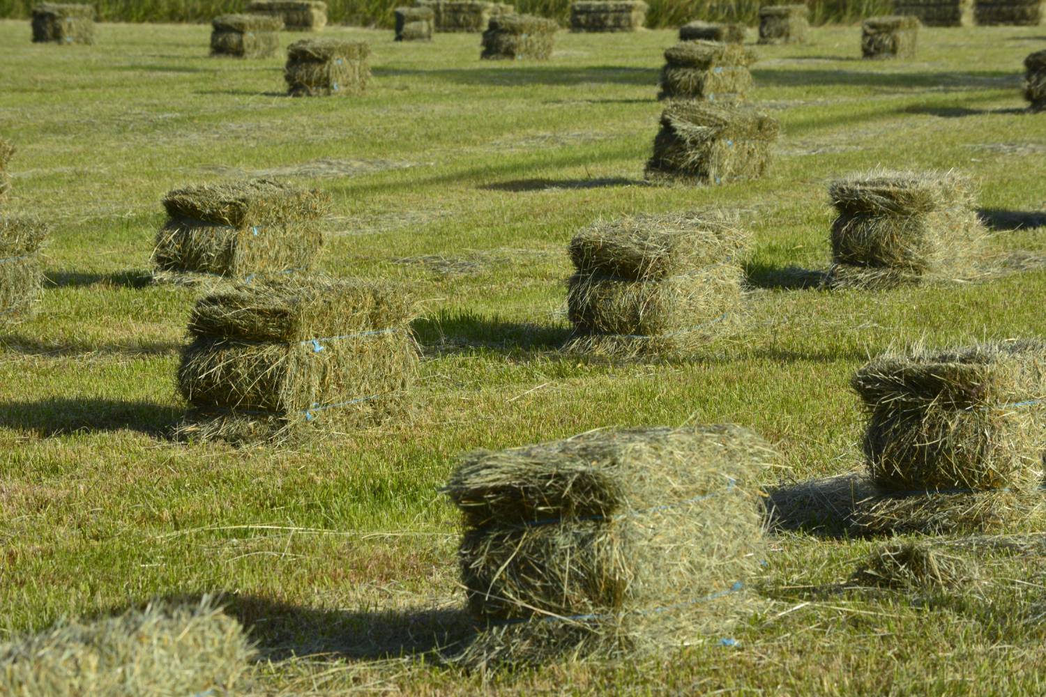Premium 1st Cutting Alfalfa Hay - Supreme Grade - Image 1