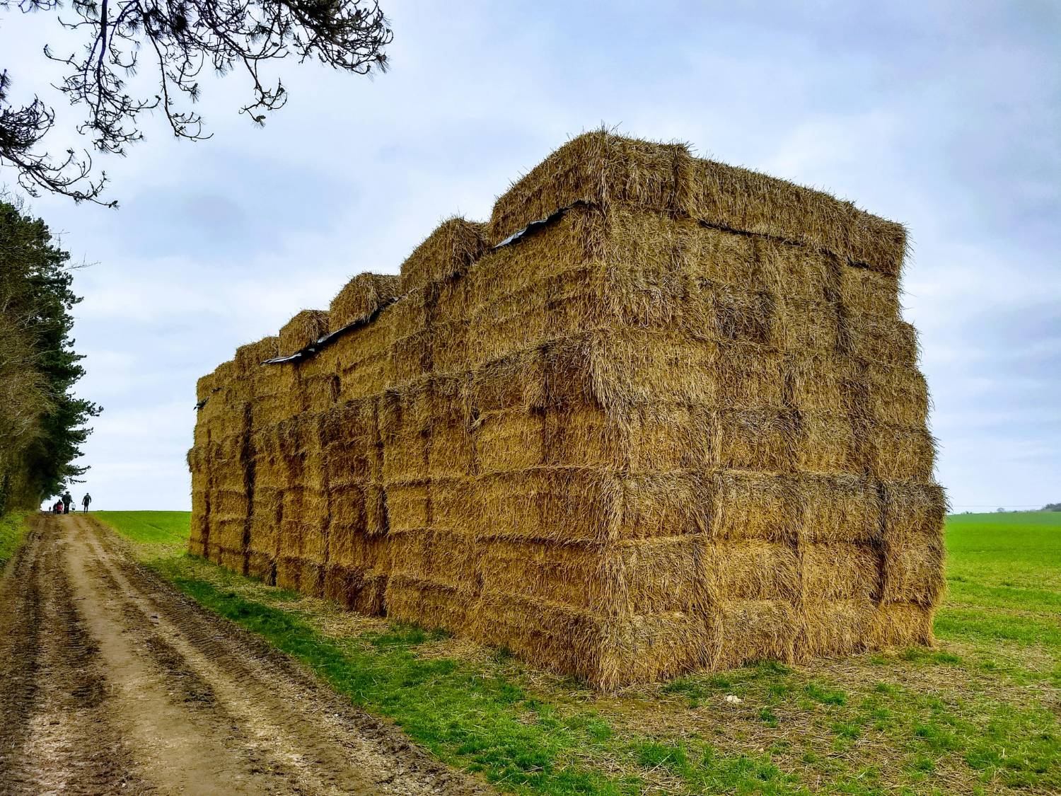 Bermuda Grass Hay - Small Squares - Image 1